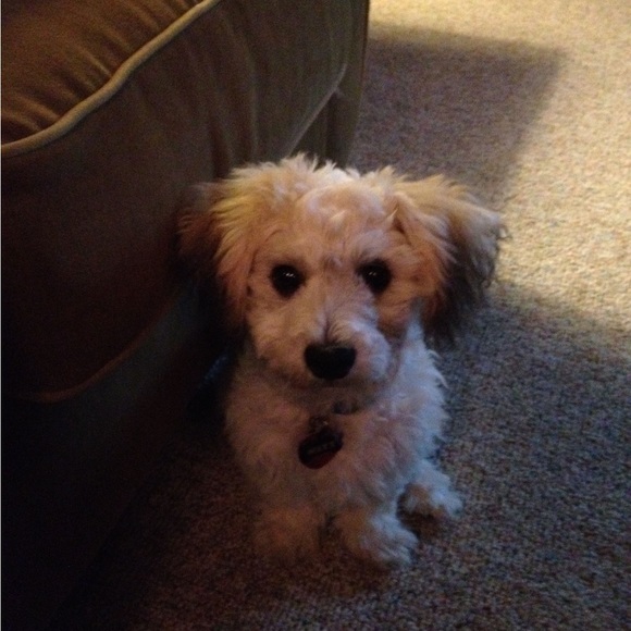 Meet your Posher, Taylor - Picture 1 of 1